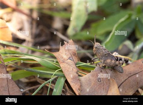 Grasshopper Nymph Stock Photo - Alamy