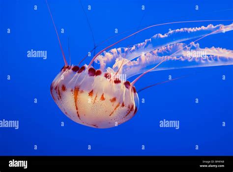 Large jellyfish, Atlantic Sea Nettle (Chrysaora quinquecirrha Stock Photo - Alamy