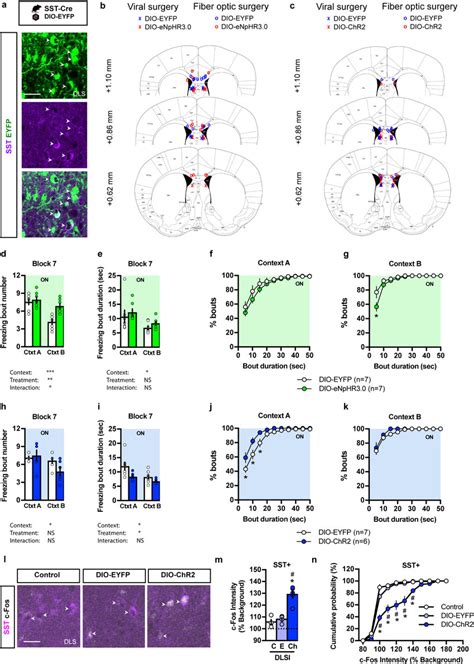 Optogenetic interrogation of SST-INs in DLS (corresponds to Figs. 4 and ...