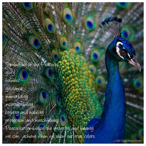 peacock symbolism | Peacock images, Animal reiki, Animal symbolism