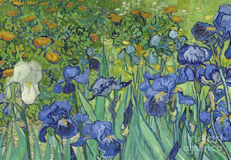 Vincent Van Gogh, Irises, 1889 by Vincent Van Gogh Painting by Vincent ...