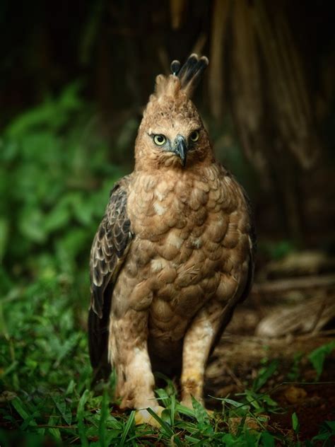 Gambar Burung Elang Jawa Elang Garuda Hewan Punah Terancam Botak Simbol Nasib Beda Langka Burung ...