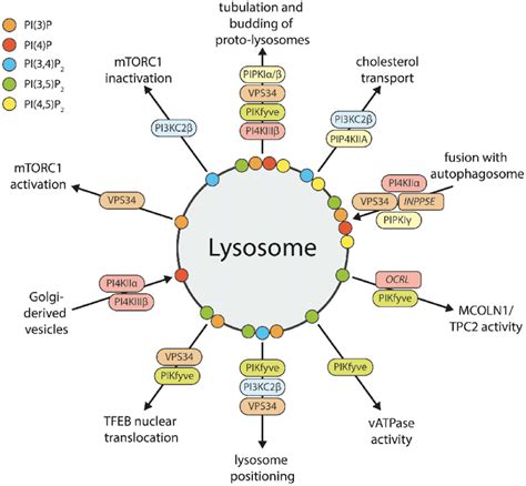 Lysosomes Diagram