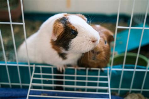 How to Clean a Guinea Pig Cage: A Step-by-Step Guide | Animallama