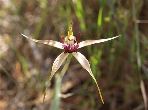 Spider Orchid Photograph by Michaela Perryman | Fine Art America