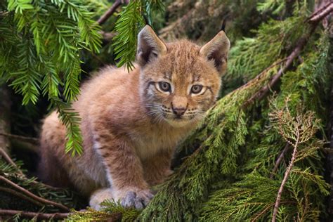 File:Lynx kitten.jpg - Wikipedia