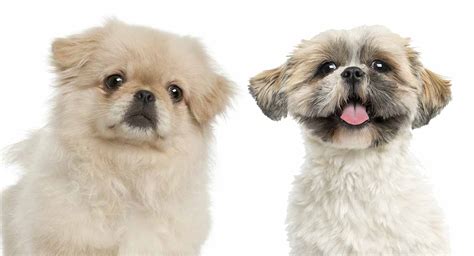 peke tzu puppies - Puppy And Pets