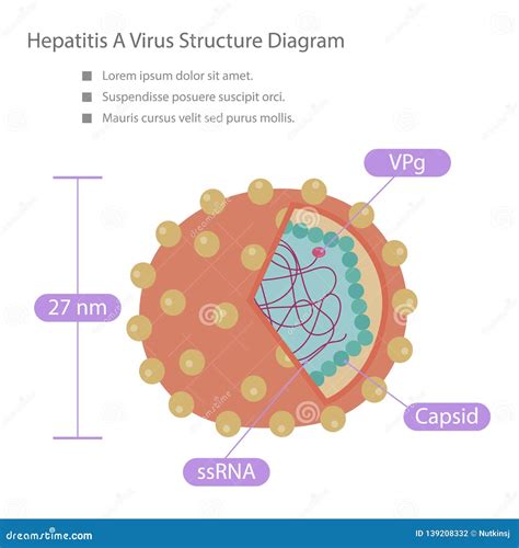 Hepatitis a Virus Structure Diagram Stock Vector - Illustration of ...