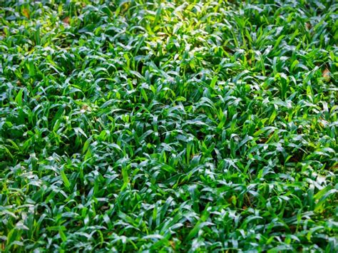 Carpetgrass Planting Info - Types Of Carpetgrass In Lawns