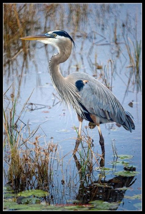 Great Blue Heron 3 Counted Cross Stitch Patterns Printable Chart PDF ...