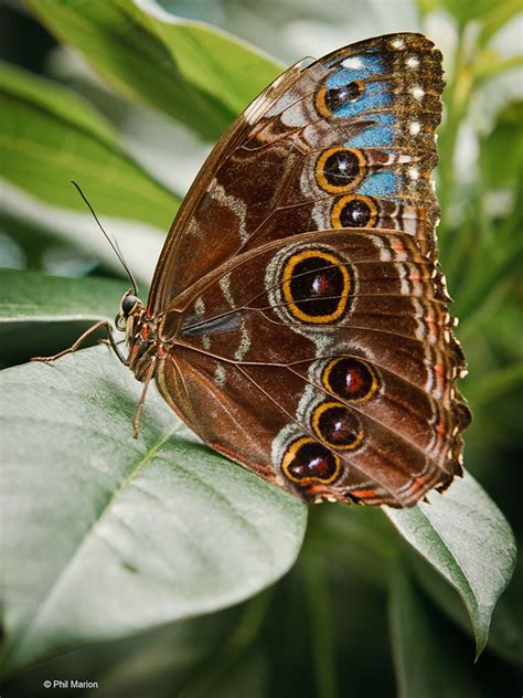 butterfly sanctuary - Niagara Falls, Ontario | Beautiful butterflies ...