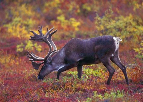 Alaska Magazine | Caribou Antlers: A Means of Seduction