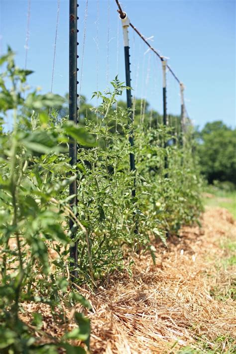 How to Build a Trellis and 3 Examples (Tomato, Grapevine, and Cucumber)