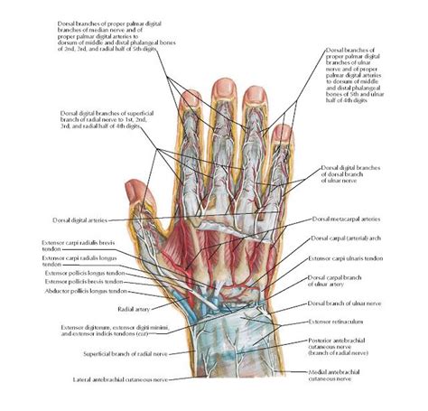 Nerves and Arteries of Dorsal Hand and Wrist Anatomy Medial antebrachial cutaneous nerve ...