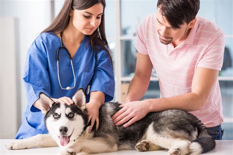 4 Simple Ways You Can Improve Animal Care in Your Veterinary Clinic ...