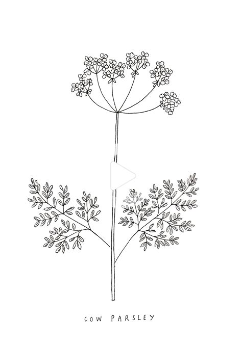 Botanical illustration hand drawn cow parsley drawing by Ryn Frank | Flower drawing, Cow ...