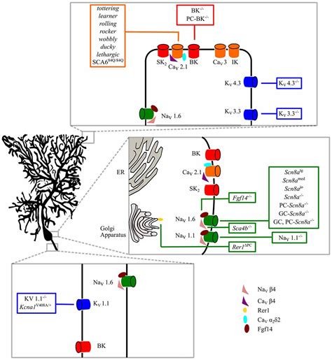 Frontiers | Purkinje Cell Signaling Deficits in Animal Models of Ataxia