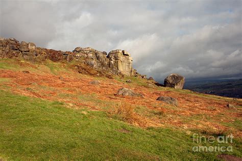 Cow and Calf Ilkley Moor Photograph by Ozzy Dry