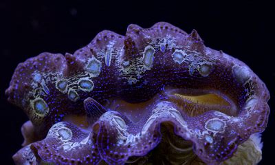 Tridacna Clams in Reef Aquariums | Reef Builders | The Reef and Saltwater Aquarium Blog