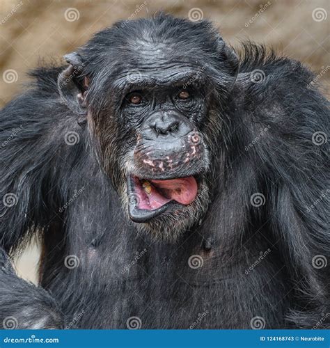 Portrait of Funny Chimpanzee Making Faces Stock Image - Image of africa, african: 124168743