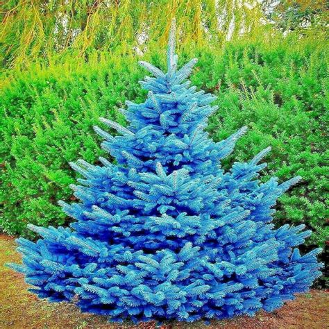 COLORADO BLUE SPRUCE TREE SEEDS (Picea pungens) "Glauca" Cold Hardy Bonsai Plant - Walmart.com