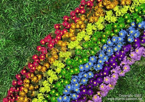colored flowers on the ground | Rainbow garden, Rainbow flowers, Flower garden