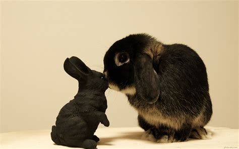 عکس بچه خرگوش سیاه black rabbit