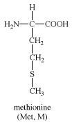 Methionine | Amino Acid, Protein Synthesis, Sulfur | Britannica