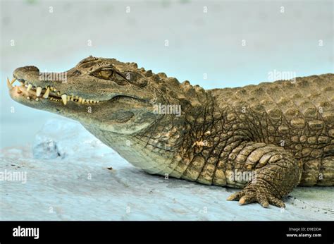 Small Cayman crocodile Stock Photo - Alamy