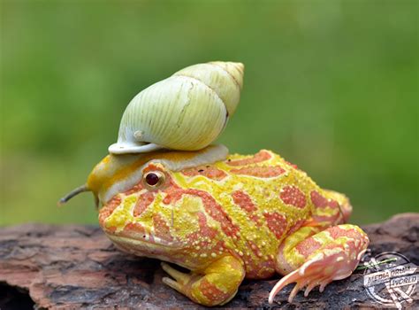 This Frog Looks Ready to Ride Into Battle Wearing this Snail Helmet for ...