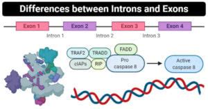 Introns vs Exons- Definition, 12 Major Differences, Examples