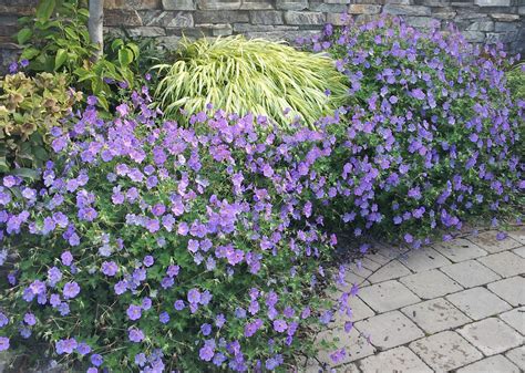 Pin on Garden - Flower