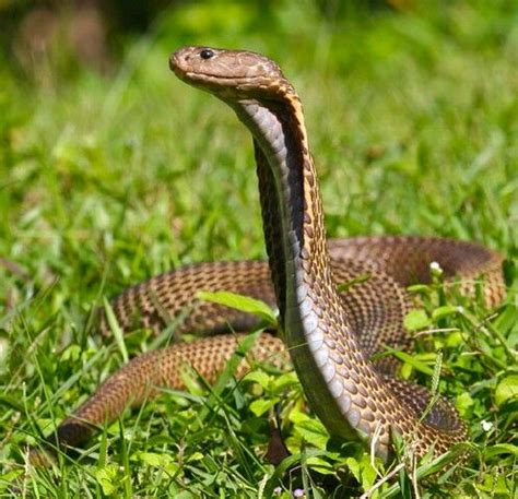 Philippine Cobra | Poisonous snakes, Snake, Snake venom