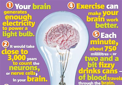 The brain: Science primary resource | National Geographic Kids