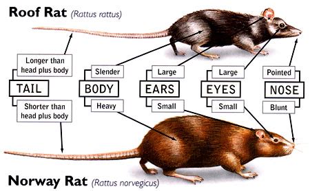 Norway Rat vs Roof Rat – Jreed & His Mongrol Hoard