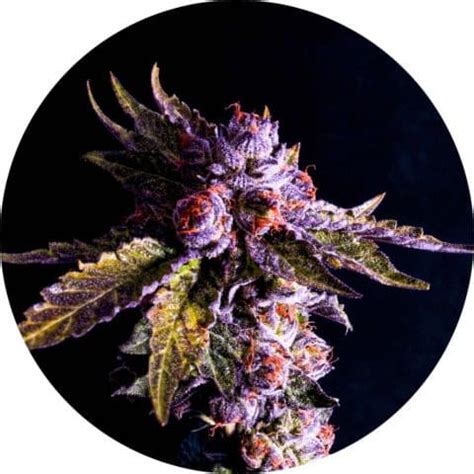 Cannabis Strains We Grow | Naturally Grown Cannabis