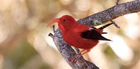 Are 90% of all Native Species in Hawai'i Endemic? Yes! (but...)