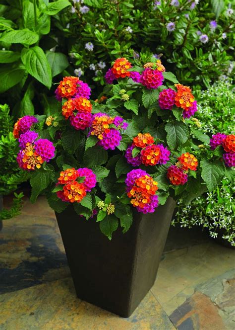 Lantana Bandana Cherry Sunrise | Container gardening flowers, Lantana ...