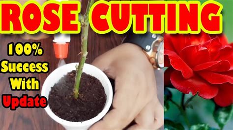 How To Grow Roses From Stem Cuttings In Water