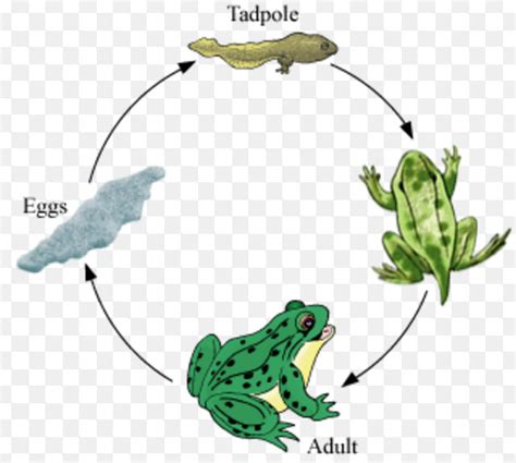 Tadpole To Frog Process