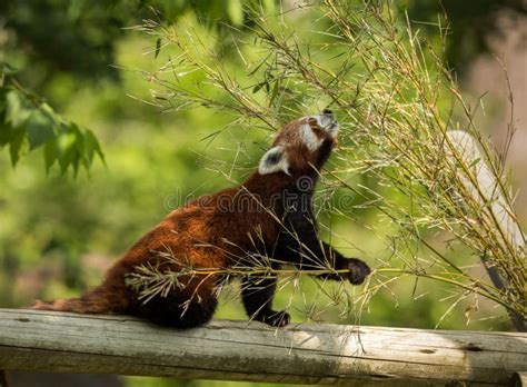 173 Red Panda Eating Bamboo Tree Leaves Stock Photos - Free & Royalty-Free Stock Photos from ...