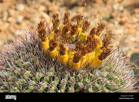 Golden barrel cactus, flowers, bloom, Echinocactus grusonii Stock Photo: 41804699 - Alamy