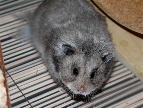 Dark grey lh | Syrian hamster, Hamster, Cute