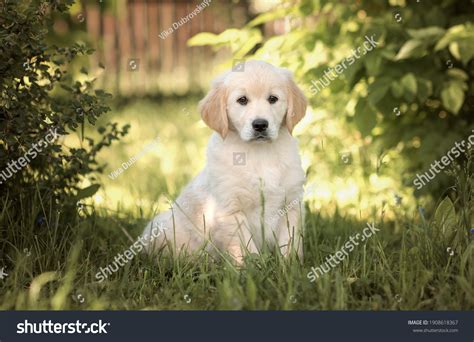 Golden Retriever Puppy Summer Stock Photo 1908618367 | Shutterstock