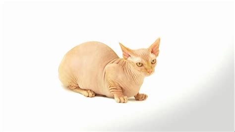 Bambino Cat Pictures and Information - Cat-Breeds.com