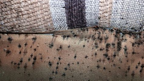 What Does Bed Bug Poop Look Like? (Identify Bed Bug Droppings)