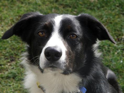 Collie "Fly" | Basset hound mix, Border collie mix, Collie puppies for sale