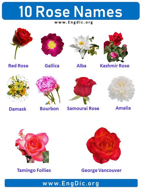 10 Rose names with pictures, Roses Name list in 2023 | Rose, Flower ...