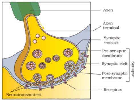 A diagram showing the axon terminal and synapse is given. Identify ...