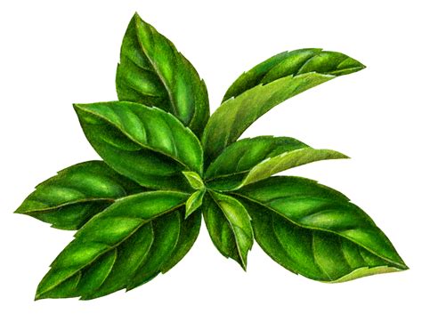 Mint Leaf Drawing at GetDrawings | Free download